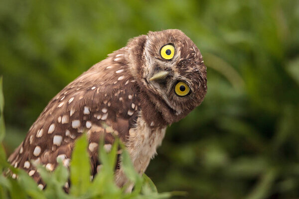 Funny Burrowing owl Athene cunicularia tilts its head outside its burrow on Marco Island, Florida