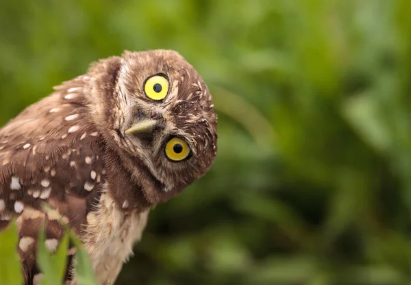 Lustige Grabende Eule Athene Cunicularia Neigt Ihren Kopf Außerhalb Ihres — Stockfoto