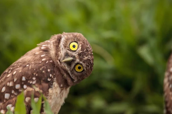 Funny Burrowing Owl Athene Cunicularia Inclina Cabeza Fuera Madriguera Marco — Foto de Stock