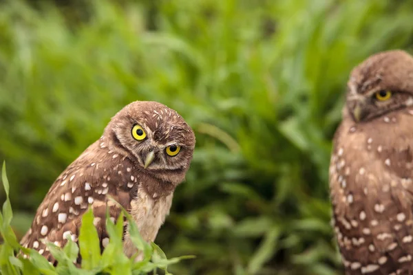 Coruja Engraçada Burrowing Athene Cunicularia Inclina Sua Cabeça Fora Sua — Fotografia de Stock