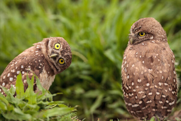 Funny Burrowing owl Athene cunicularia tilts its head outside its burrow on Marco Island, Florida
