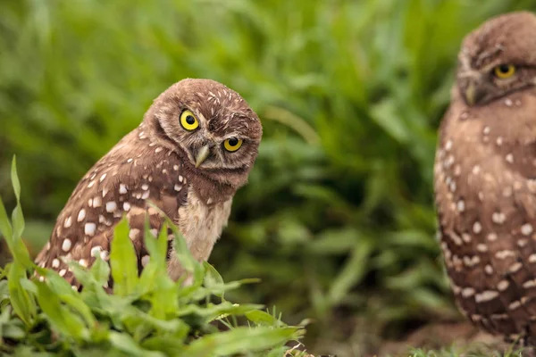 Funny Burrowing Owl Athene Cunicularia Tilts Its Head Its Burrow — Stock Photo, Image