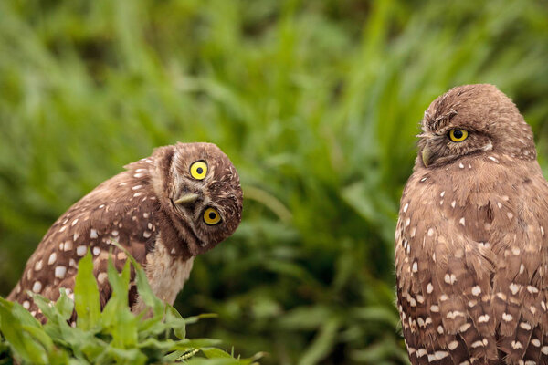 Funny Burrowing owl Athene cunicularia tilts its head outside its burrow on Marco Island, Florida