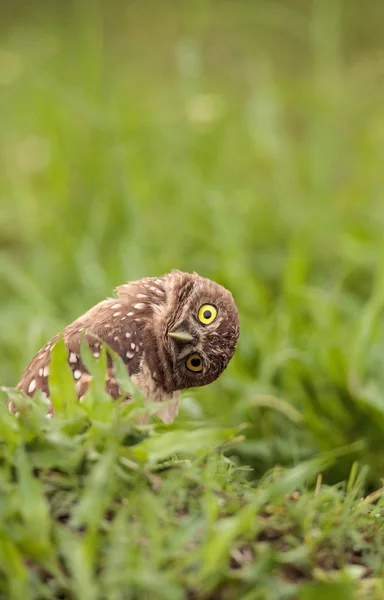 Zabawny Burrowing Owl Athene Pierwomrówka Przechyla Głowę Poza Jego Nory — Zdjęcie stockowe