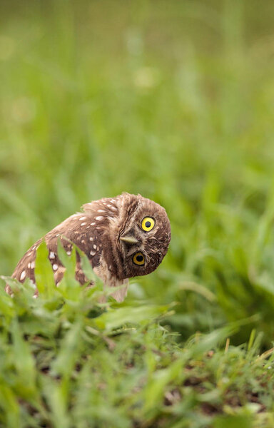 Funny Burrowing owl Athene cunicularia tilts its head outside its burrow on Marco Island, Florida