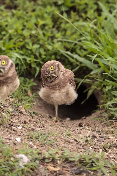 Zabawny Burrowing Owl Athene Pierwomrówka Przechyla Głowę Poza Jego Nory — Zdjęcie stockowe