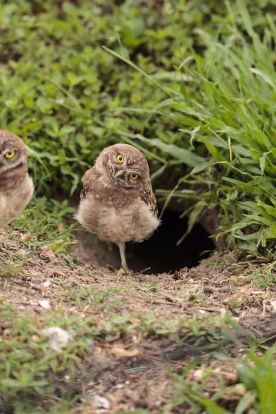 Funny Burrowing Owl Athene Cunicularia Inclina Cabeza Fuera Madriguera Marco — Foto de Stock