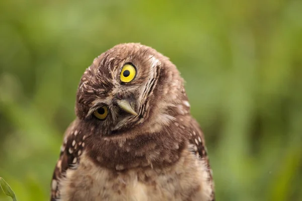 Coruja Engraçada Burrowing Athene Cunicularia Inclina Sua Cabeça Fora Sua — Fotografia de Stock