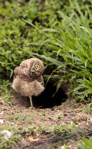 Funny Burrowing owl Athene cunicularia tilts its head outside its burrow on Marco Island, Florida