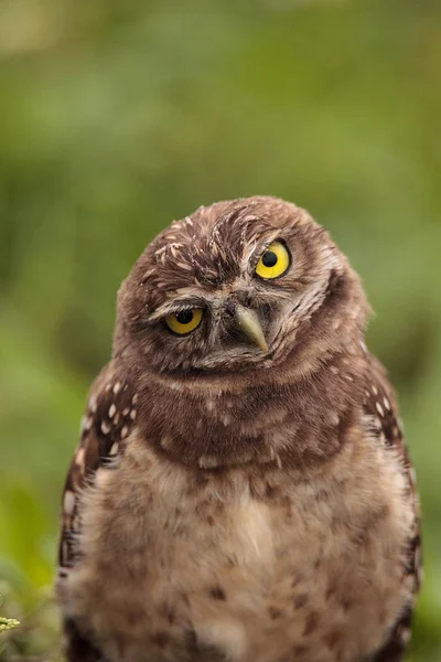 Funny Burrowing owl Athene cunicularia tilts its head outside its burrow on Marco Island, Florida