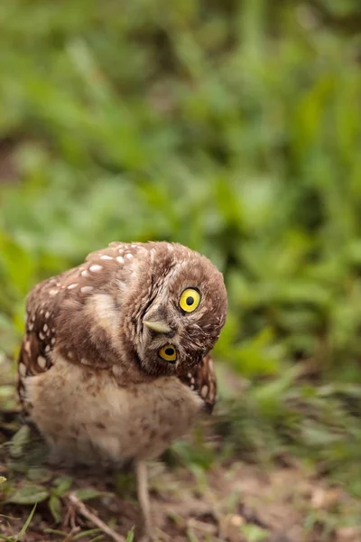 Funny Burrowing Owl Athene Cunicularia Tilts Its Head Its Burrow — Stock Photo, Image