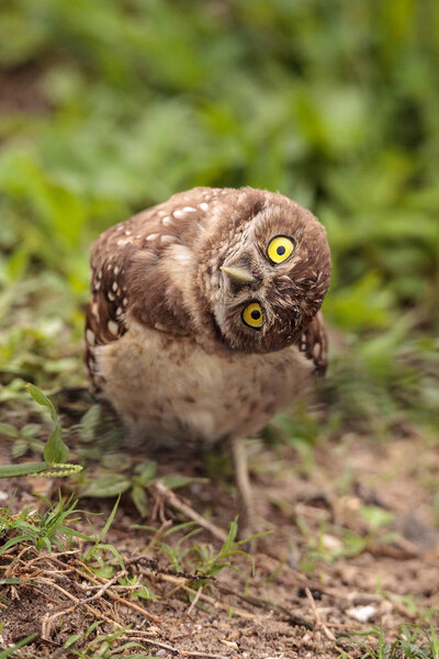 Funny Burrowing owl Athene cunicularia tilts its head outside its burrow on Marco Island, Florida