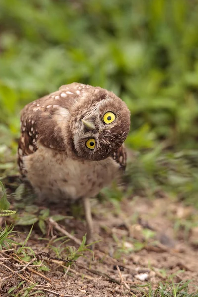 Zabawny Burrowing Owl Athene Pierwomrówka Przechyla Głowę Poza Jego Nory — Zdjęcie stockowe