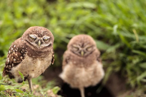 Sömnig Vuxen Burrowing Owl Athene Cunicularia Uppflugen Utanför Sin Håla — Stockfoto