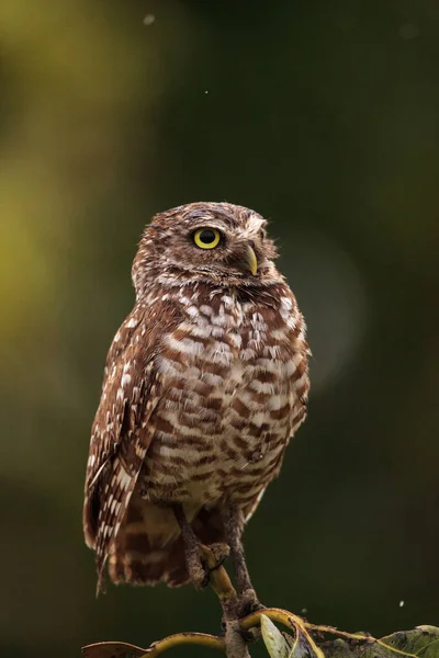 Small Tree Adult Burrowing Owl Athene Cunicularia Perches Its Burrow — Stock Photo, Image