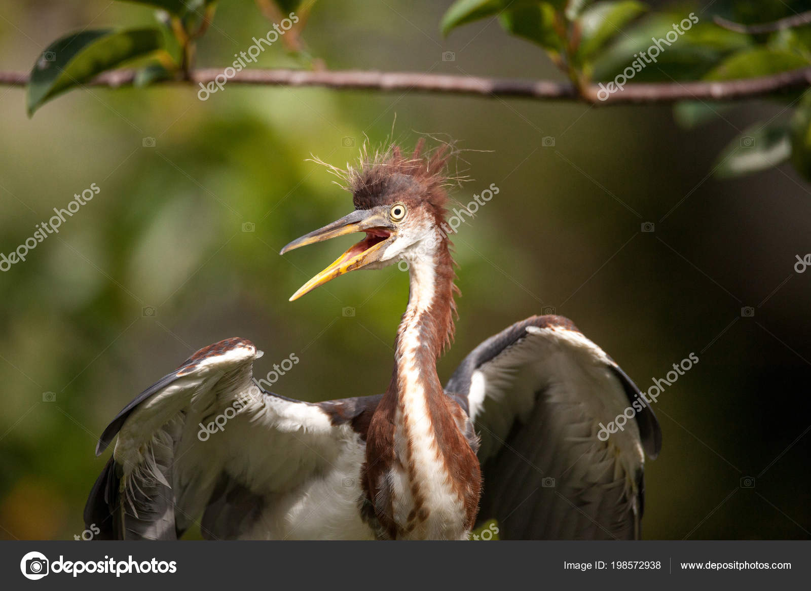 Bebe Heron Tricolore Oiseau Egretta Tricolor Dans Arbre Dans Refuge Image Libre De Droit Par Stephstarr9363 Gmail Com C