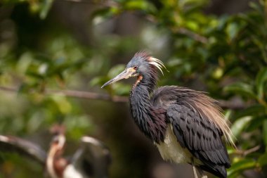 Egretta üç renkli bir ağacı şeklinde Ding sevgilim Ulusal Sığınma Sanibel Island, Florida üzerinde yetişkin Tricolored balıkçıl kuş