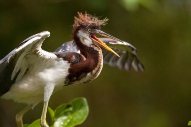 Egretta üç renkli bir ağacı şeklinde Ding sevgilim Ulusal Sığınma Sanibel Island, Florida üzerinde bebek Tricolored balıkçıl kuş
