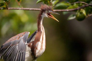 Egretta üç renkli bir ağacı şeklinde Ding sevgilim Ulusal Sığınma Sanibel Island, Florida üzerinde bebek Tricolored balıkçıl kuş