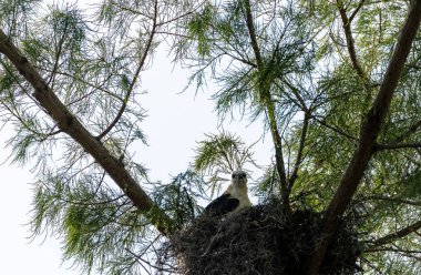 Naples, Florida bir yuvaya bırakılan bir kertenkele çocuk kırlangıç kuyruklu çaylak Elanoides Drew yiyor