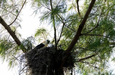 Naples, Florida bir yuvaya bırakılan bir kertenkele çocuk kırlangıç kuyruklu çaylak Elanoides Drew yiyor