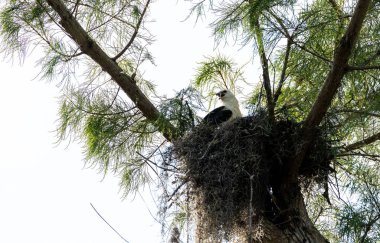 Naples, Florida bir yuvaya bırakılan bir kertenkele çocuk kırlangıç kuyruklu çaylak Elanoides Drew yiyor