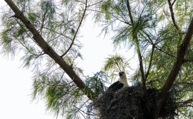Naples, Florida bir yuvaya bırakılan bir kertenkele çocuk kırlangıç kuyruklu çaylak Elanoides Drew yiyor