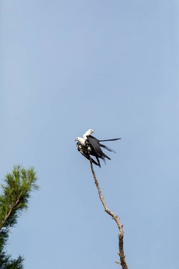 Kırlangıç kuyruklu çaylak Elanoides Drew levrek Naples, Florida ölü bir ağaç üzerinde çift çiftleşme