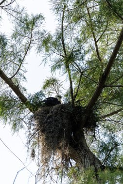Bulanık bir kırlangıç kuyruklu çaylak Elanoides Juvenil Drew bir yuvaya Naples, Florida Başkanı