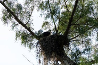 Bulanık bir kırlangıç kuyruklu çaylak Elanoides Juvenil Drew bir yuvaya Naples, Florida Başkanı