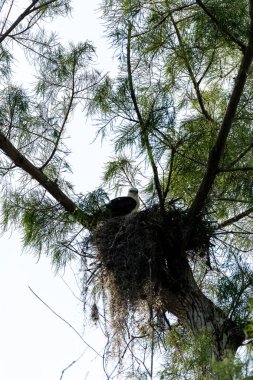 Bulanık bir kırlangıç kuyruklu çaylak Elanoides Juvenil Drew bir yuvaya Naples, Florida Başkanı
