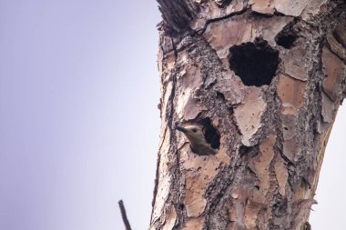Kırmızı karınlı ağaçkakan kuşu Melanerpes carolinus bir yuva çukurun içinde Napes, Florida