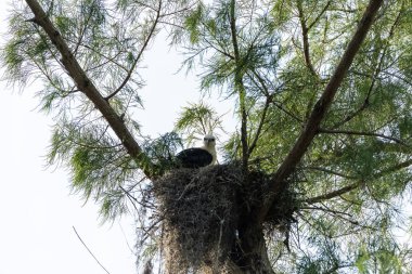 Bulanık bir kırlangıç kuyruklu çaylak Elanoides Juvenil Drew bir yuvaya Naples, Florida Başkanı