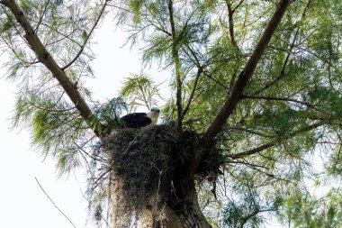 Bulanık bir kırlangıç kuyruklu çaylak Elanoides Juvenil Drew bir yuvaya Naples, Florida Başkanı