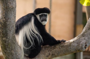 Siyah ve beyaz Colobus maymun Angola colobus ağaçta rahatlatır.