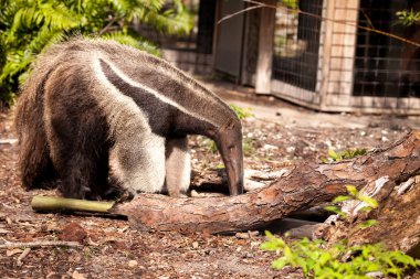 Dev karınca yiyen Myrmecophaga tridactyla logs altında hayvanlar için yem ve bambu yoldan karıncalar avlamak için hamle.