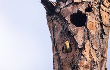 Kırmızı karınlı ağaçkakan kuşu Melanerpes carolinus bir yuva çukurun içinde Napes, Florida