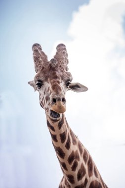 Meraklı ve dostça retiküle zürafa zürafa zürafa reticulata onun uzun, yüksek boynundan aşağıya bakar.
