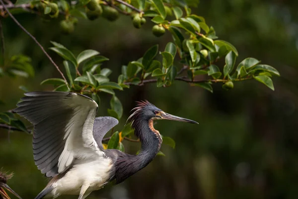 Adulte Héron Tricolore Oiseau Egretta Tricolor Dans Arbre Dans Refuge — Photo