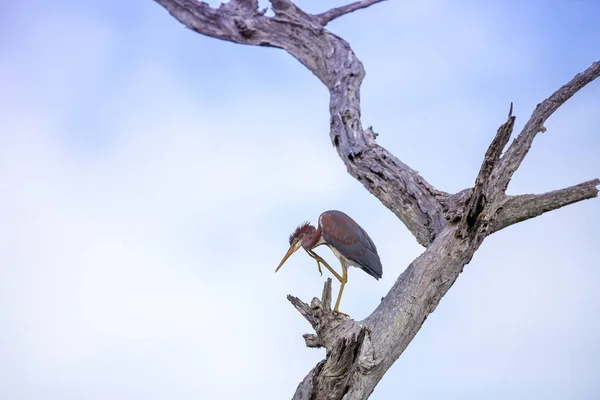Erwachsener Dreifarbiger Reiher Vogel Egretta Tricolor Einem Baum Ding Darling — Stockfoto