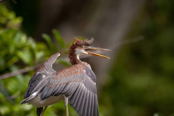 Baby Tricolored Heron Bird Egretta Tricolor Uma Árvore Ding Darling — Fotografia de Stock