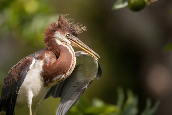 Baby Tricolored Heron Bird Egretta Tricolor Uma Árvore Ding Darling — Fotografia de Stock