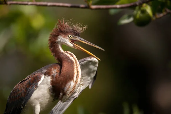 Egretta Renkli Bir Ağacı Şeklinde Ding Sevgilim Ulusal Sığınma Sanibel — Stok fotoğraf