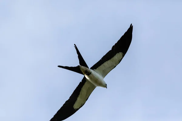 Létající Vlaštovčí Drak Elanoides Forficatus Kubánskou Rytířskou Anolou Spárech Neapoli — Stock fotografie