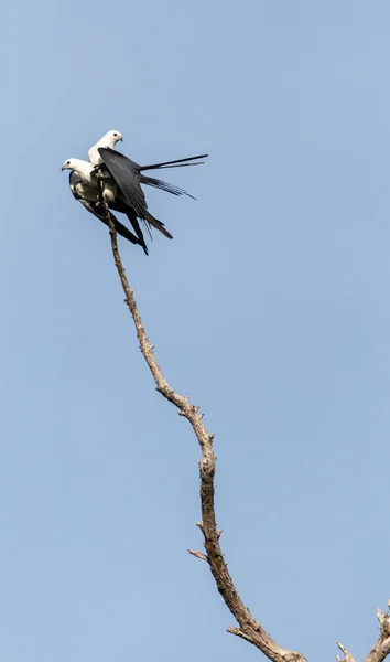 Acasalamento Par Papagaio Cauda Andorinha Elanoides Forficatus Poleiro Uma Árvore — Fotografia de Stock