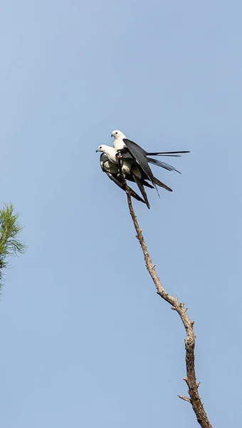 Paarung Des Schwalbenschwanzmilans Elanoides Forficatus Barsch Auf Einem Abgestorbenen Baum — Stockfoto
