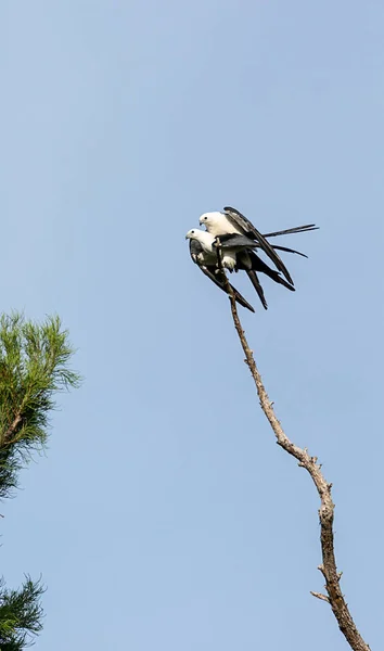 在佛罗里达州那不勒斯的一棵死树上交配的燕子尾风筝 Elanoides Forficatus — 图库照片