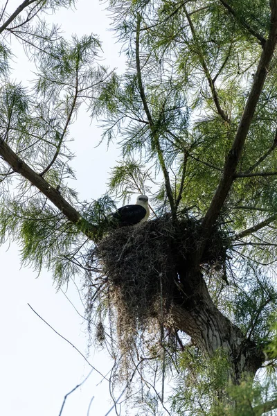 Tête Floue Cerf Volant Elanoides Forficatus Juvénile Dans Nid Naples — Photo