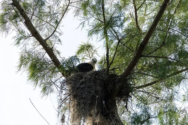 Bulanık bir kırlangıç kuyruklu çaylak Elanoides Juvenil Drew bir yuvaya Naples, Florida Başkanı