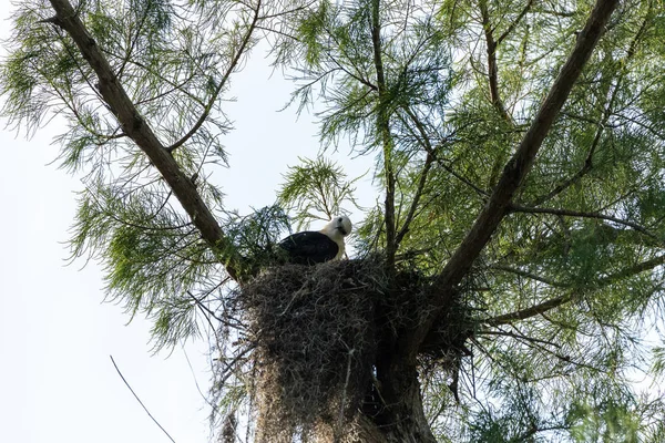 Cabeza Borrosa Una Cometa Cola Golondrina Elanoides Forficatus Juvenil Nido — Foto de Stock